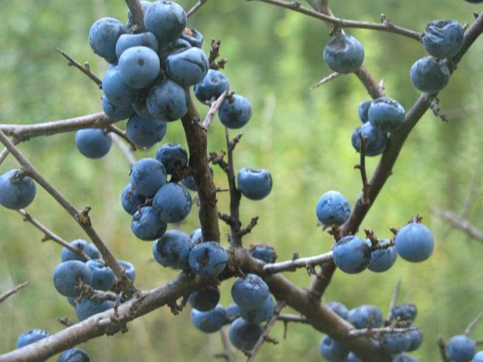 Prunus spinosa